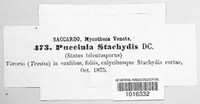 Puccinia stachydis image